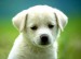 cute-puppy-dog-wallpapers